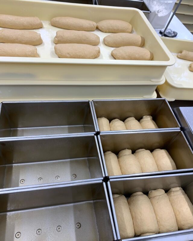 本日は味噌食パン仕込みの様子のお写真です。　
香り豊かなこだわりの蔵出し味噌を使用した食パンです。販売開始からあっという間にお店の人気商品になりました✨

「海部のくちどけ」ではお盆期間中の
8月11日〜14日は盛りだくさんのイベントを準備しております。

お隣のあまの蔵との抽選会やラスクや豆菓子プレゼント、そして人気の味噌食パンを毎日販売致します🍞
また期間中は限定商品も販売いたします！こちらの商品はInstagram内でご紹介いたします。
海部のくちどけにしかない、絶対食べていただきたい絶品商品をご準備しております。

お盆期間中は、海部のくちどけ、あまの蔵に是非遊びにいらしてくださいね。

七宝みそパンはお電話でのお取置きも承っております。お盆期間中、ご予約多数ですのでご予約くださいませ。

皆様のお越しをお待ちしております。

#海部のくちどけ
#味噌食パン#味噌#赤味噌#豆味噌#掘り立て
#蔵出し味噌#食パン#東海グルメ#愛知グルメ#名古屋グルメ#名古屋メシ#味噌カツ#味噌カツサンド#ベーカリー#あま市#愛知県#